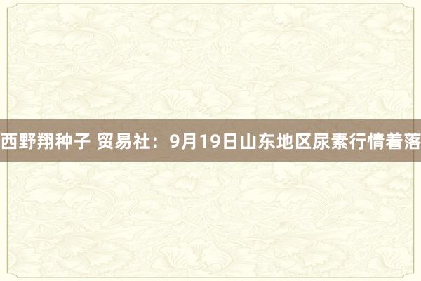西野翔种子 贸易社：9月19日山东地区尿素行情着落